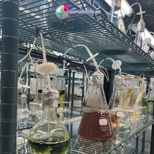 Job Shadowing en las Palmas de Gran Canaria